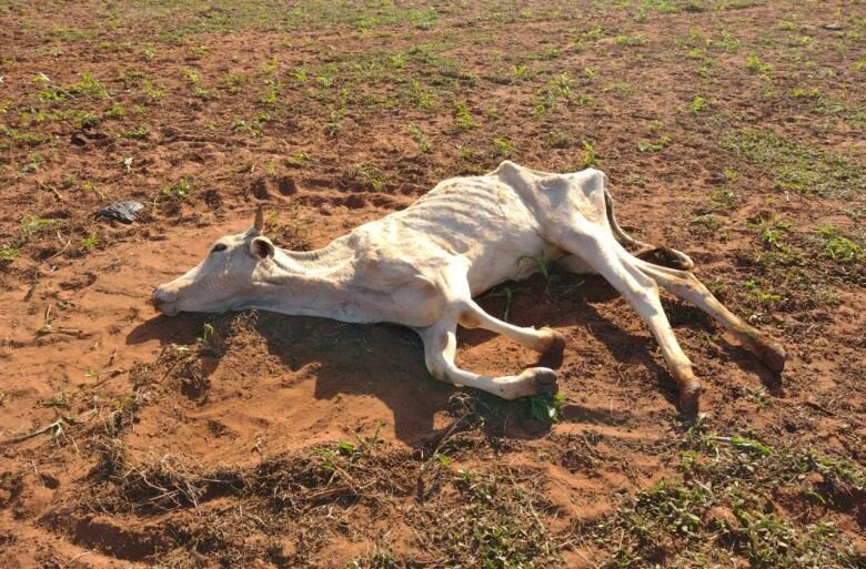 Crédito: PMA/Divulgação