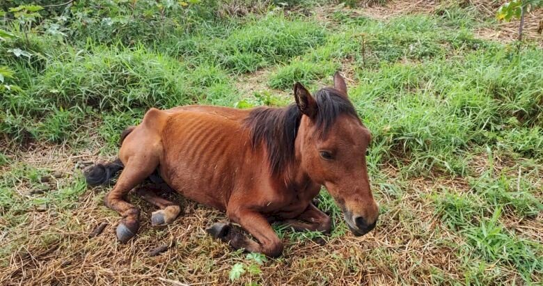 Crédito: PMA/Divulgação