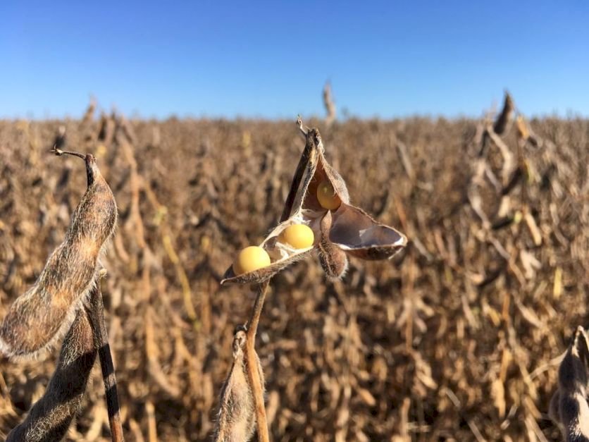 - Trata-se de uma expansão média de 3,33% em relação à temporada anterior, motivada por preços atrativos e margens positivas mesmo com custos elevados 25/11/2020REUTERS/Jose Roberto Gomes