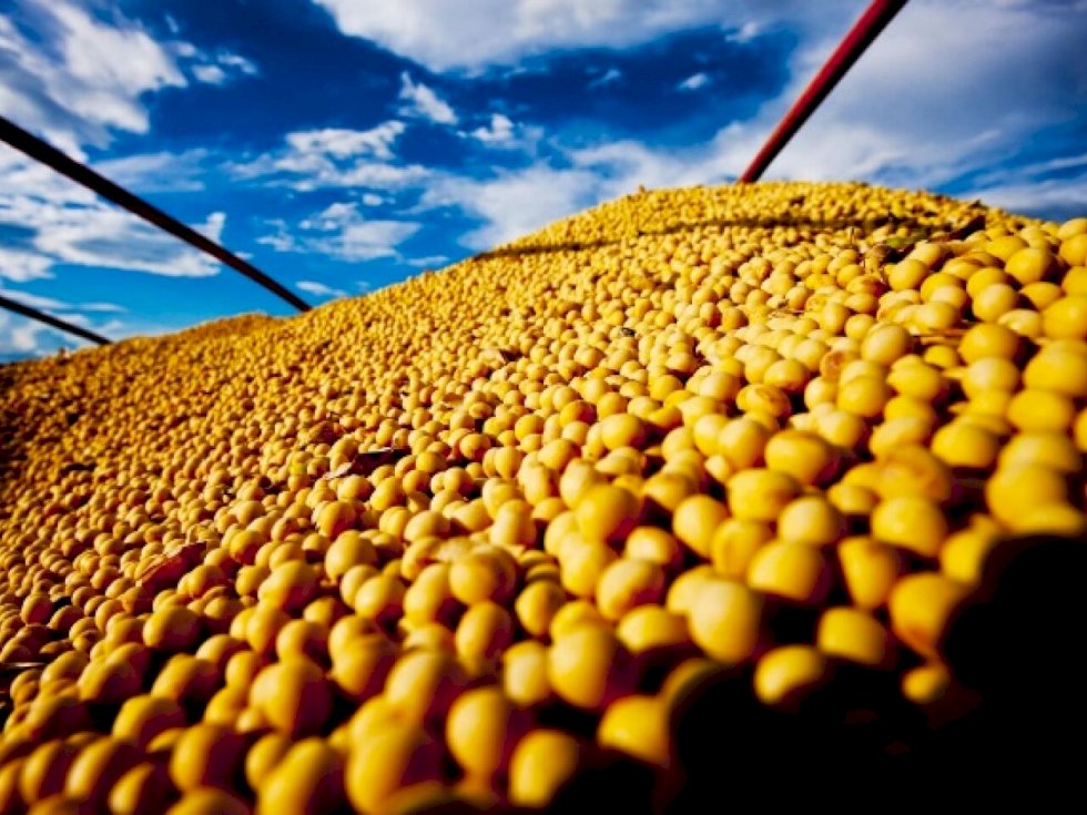 Em Dourados o preço da soja em grão, saca 60 kg, teve queda de um real e fechou em R$ 178,00 - Crédito: Embrapa/Reprodução/Canal Rural