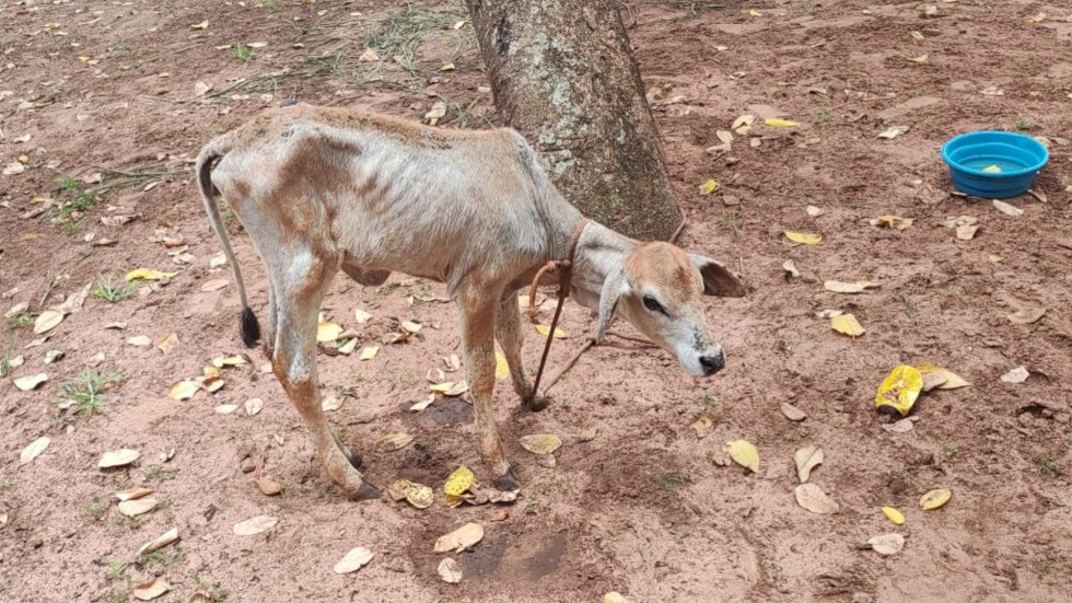 Novilha precisava urgente de veterinário (Foto: PMA)