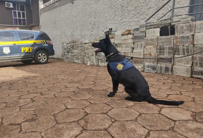 Cães farejadores ajudaram na descoberta da droga (Divulgação/PRF-MS)