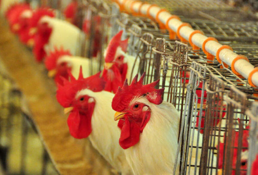 GRIPE AVIÁRIA - Com informações da Iagro Katiuscia Fernandes