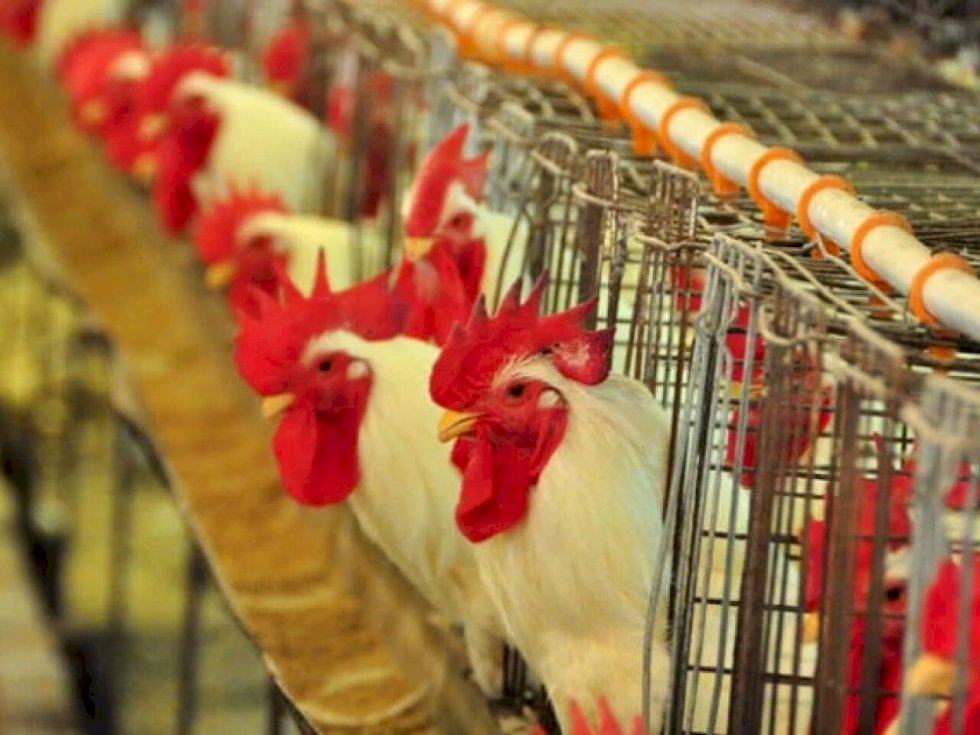 Casos são divulgados dias após outros dois casos detectados no Camboja - Crédito: Embrapa/Reprodução