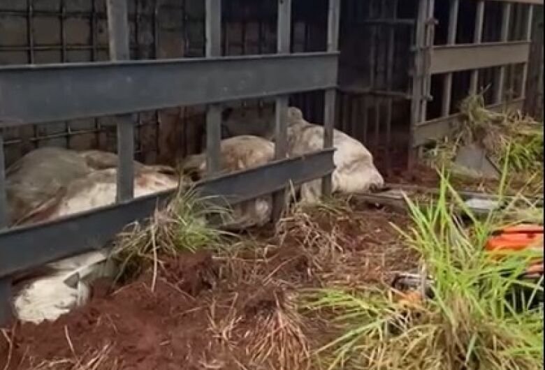 Quatro animais morreram - Crédito: O Pantaneiro/ Divulgação