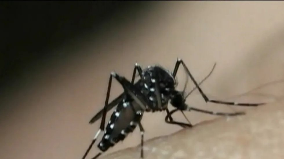 Aedes aegypti, transmissor da dengue. — Foto: Reprodução/TV Gazeta