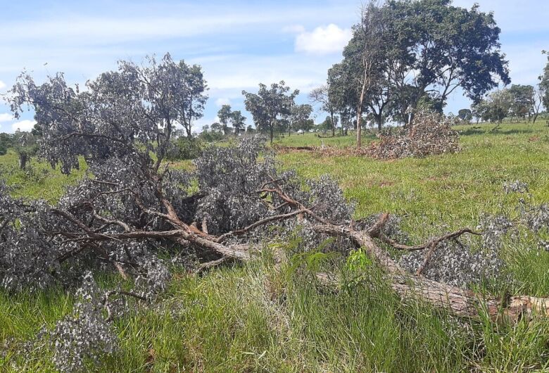 Ele também responderá por crime ambiental, com pena prevista de seis meses a um ano de detenção - Crédito: Divulgação