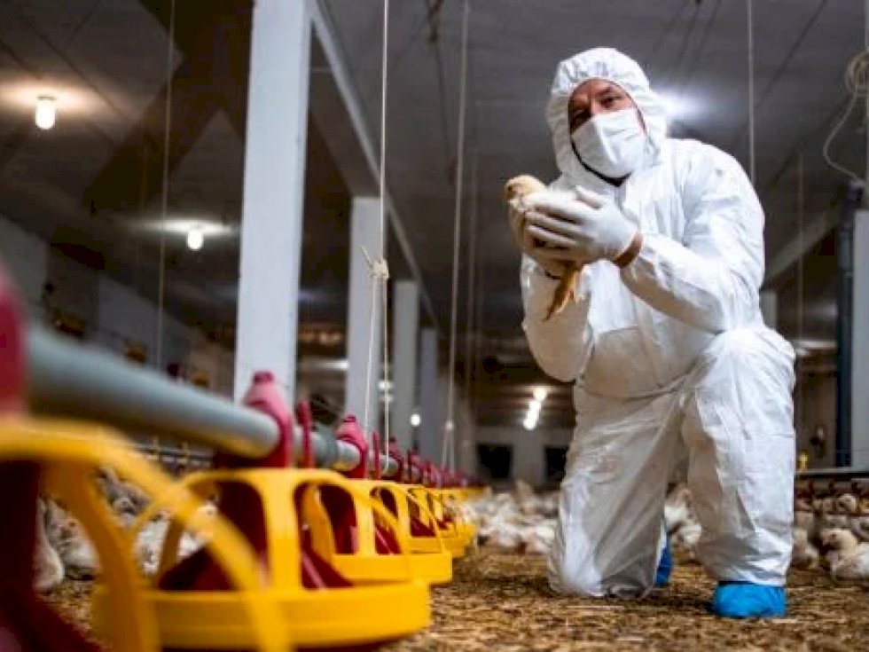 Suspensão é imposta após confirmação de caso em ave de unidade industrial - Crédito: Faesp/Divulgação