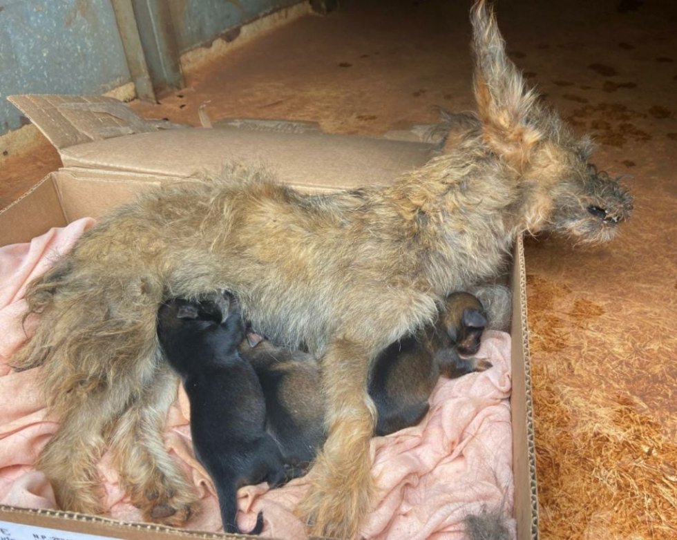 Mãe dos filhotes estava morta quando os policiais chegaram no local / Imagens: PMA/Divulgação