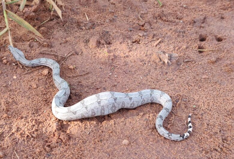 Cobra estava com presa no estômago, segundo a PMA. — Foto: Reprodução/PMA