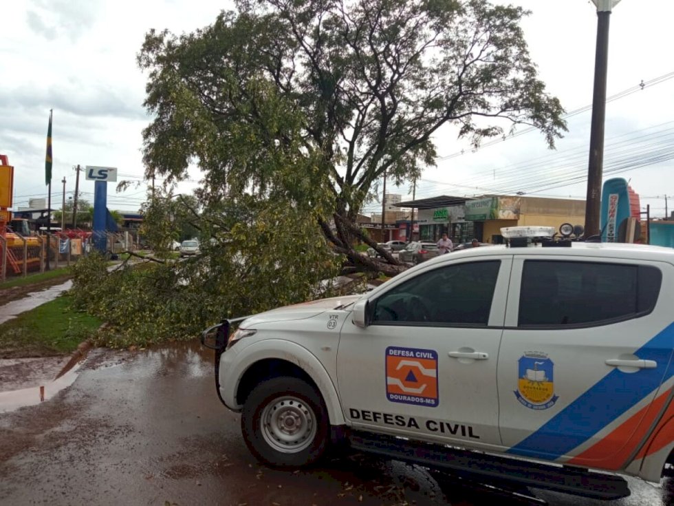 Árvore caída na Hayel Bon Faker - Crédito: Defesa Civil/Divulgação