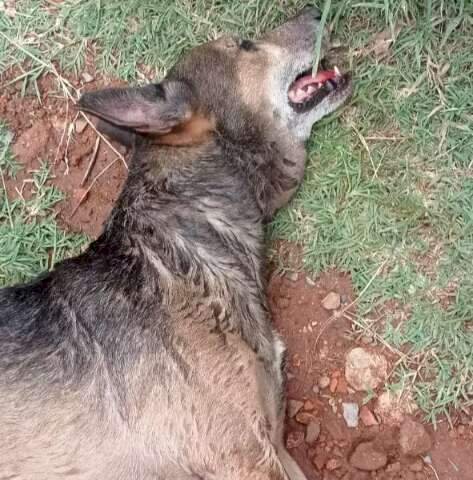 Cão agonizou até a morte, antes da chegada do socorro (Foto: PCMS/Divulgação)