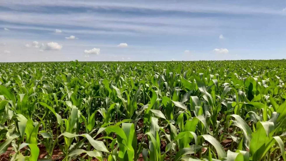 Safra de milho (Foto: Divulgação/AprosojaMS)