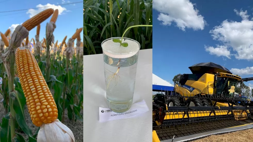 (Graziela Rezende/Jornal Midiamax)