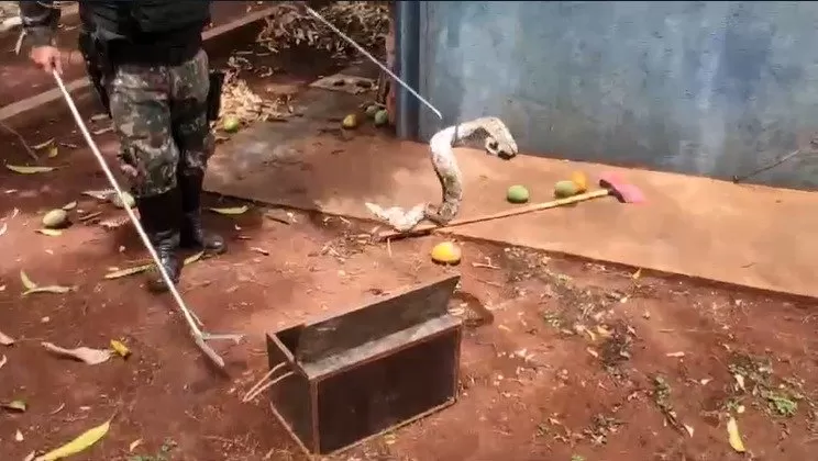 Foto: Reprodução/PMA