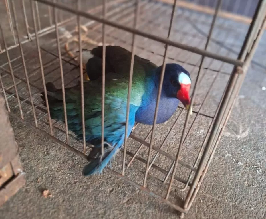 Foto: Divulgação/PMA