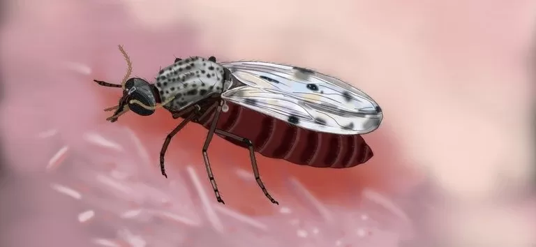 Ilustração foi criada com base em estudos realizados por uma equipe de comunicação científica da Secretaria de Vigilância em Saúde e Ambiente - Imagem: Ademildo Mendes/SVSA