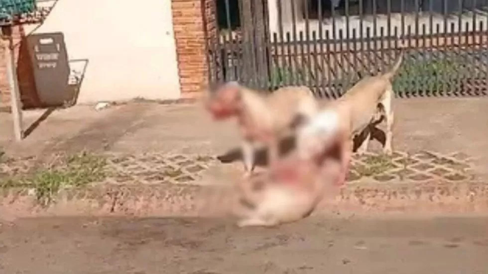 (Reprodução: O Correio News)