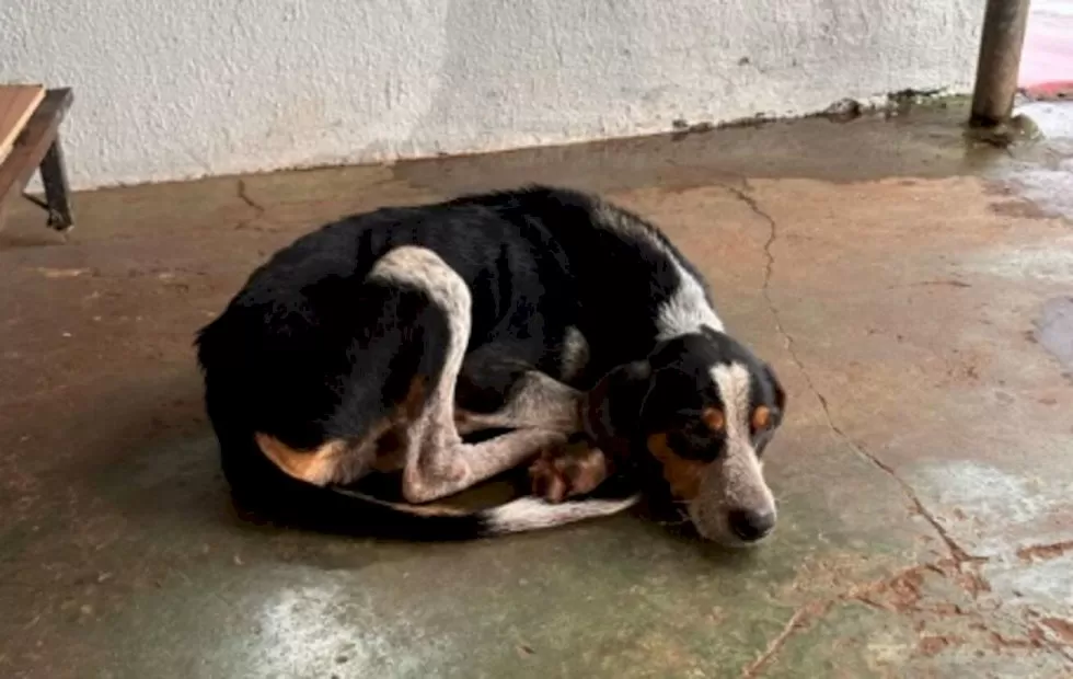 Barão foi encontrado encolhido na calçada após tomar chuva (Foto: divulgação / Decat)