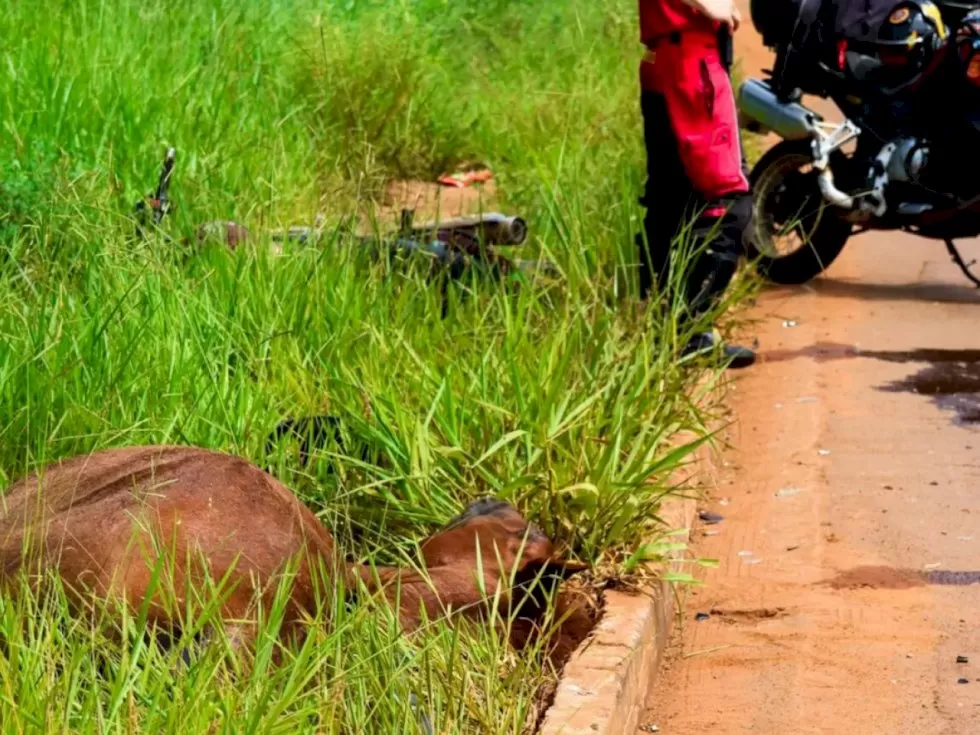 O animal morreu na hora - Crédito: (Helder Carvalho, Midiamax)