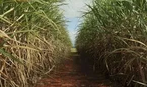 Foto: Elza Fiuza/Agência Brasil