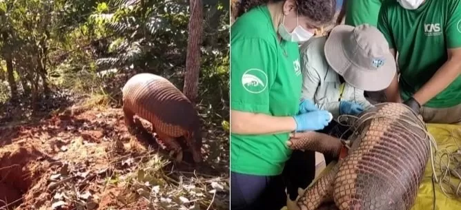 Imagens: Divulgação/@projetotatucanastra