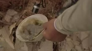 Dengue - Foto: Divulgação, SES