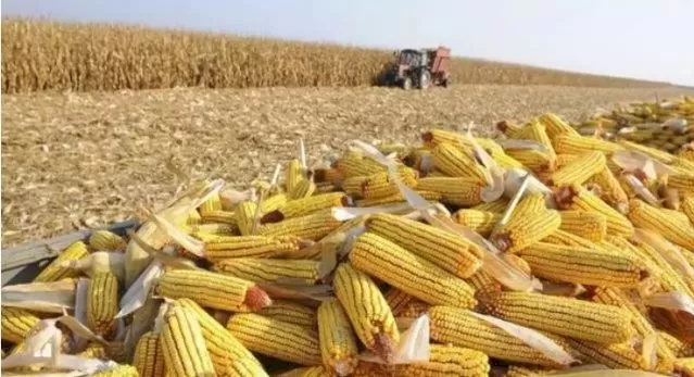 Lavoura de milho em Mato Grosso do Sul. (Foto: Divulgação/Semadesc)