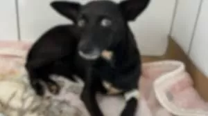 Foto: Divulgação/PCMS