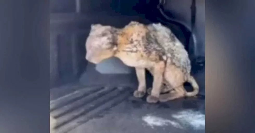 Ilustrativa / Alvorada Informa