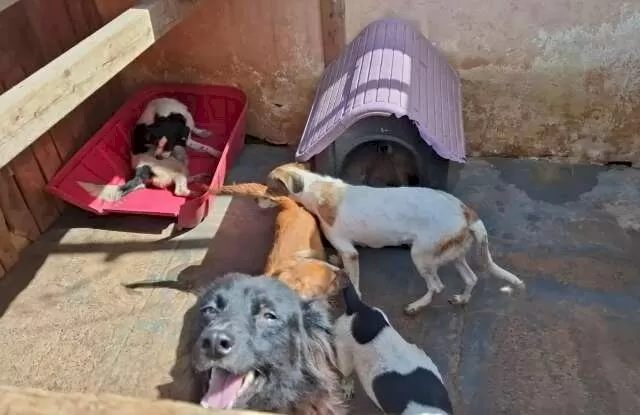 Cachorros em um dos abrigos do Projeto Tia Mi e os Pets (Foto: Arquivo pessoal)