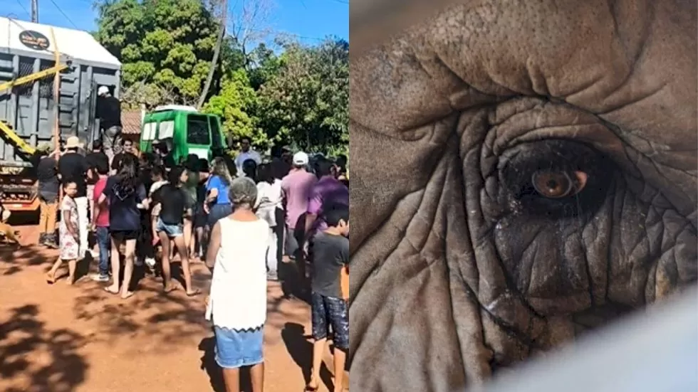 Populares se reuniram para ver o animal na Chapada dos Guimarães - (Foto: Santuário de Elefantes Brasil)