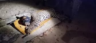 Onça-pintada capturada na madrugada desta quinta-feira (24). — Foto: PMA