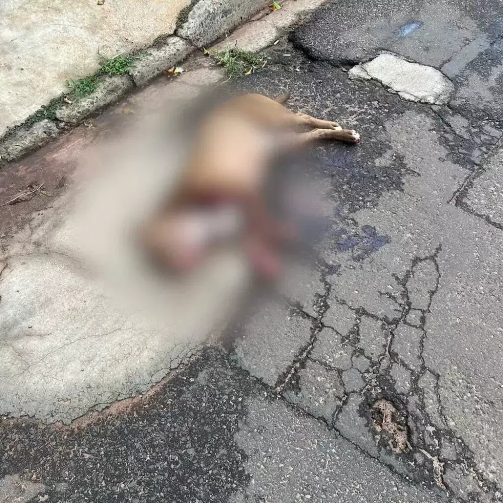 Pitbull morto a tiros após atacar homem na Rua Nacional, no Bairro Coronel Antonino (Foto: Direto das Ruas)