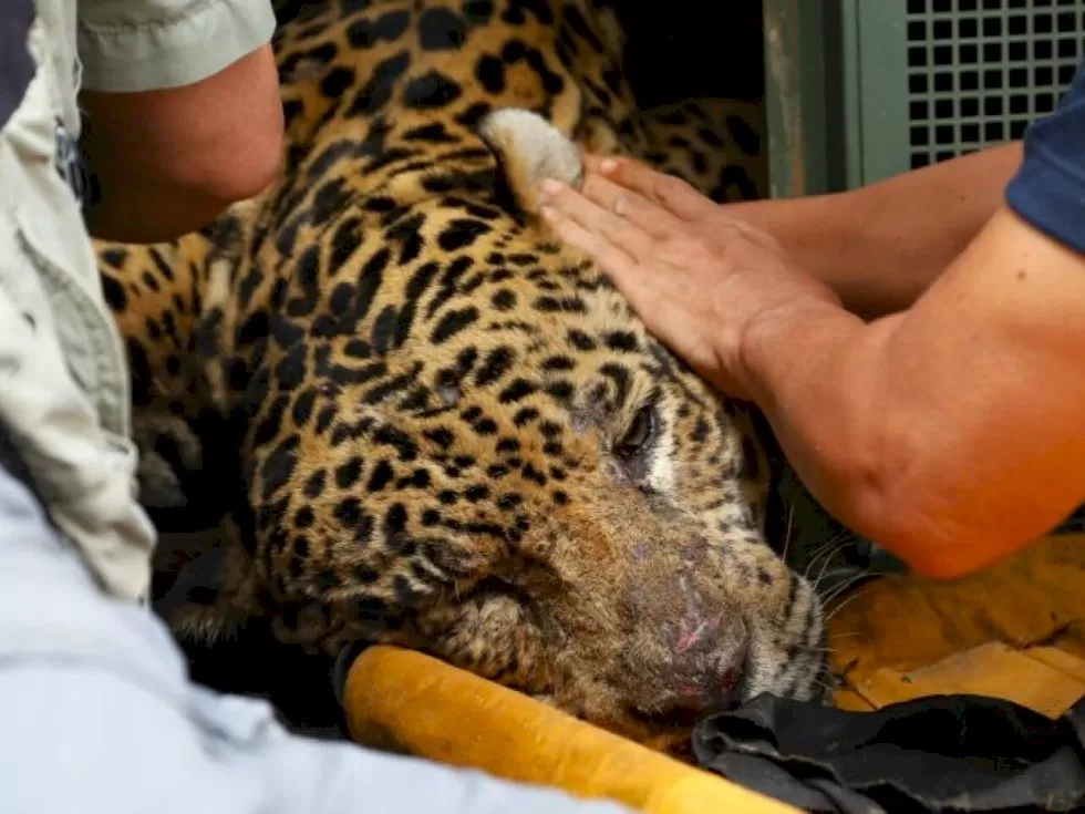 Onça após a captura - Crédito: Saul Schramm