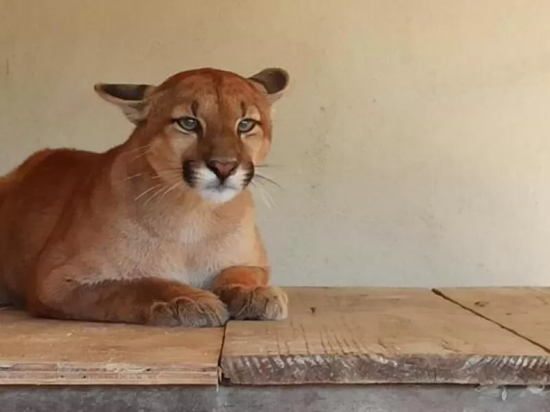 Ilustrativa (Suziane Brugnara/PBH)