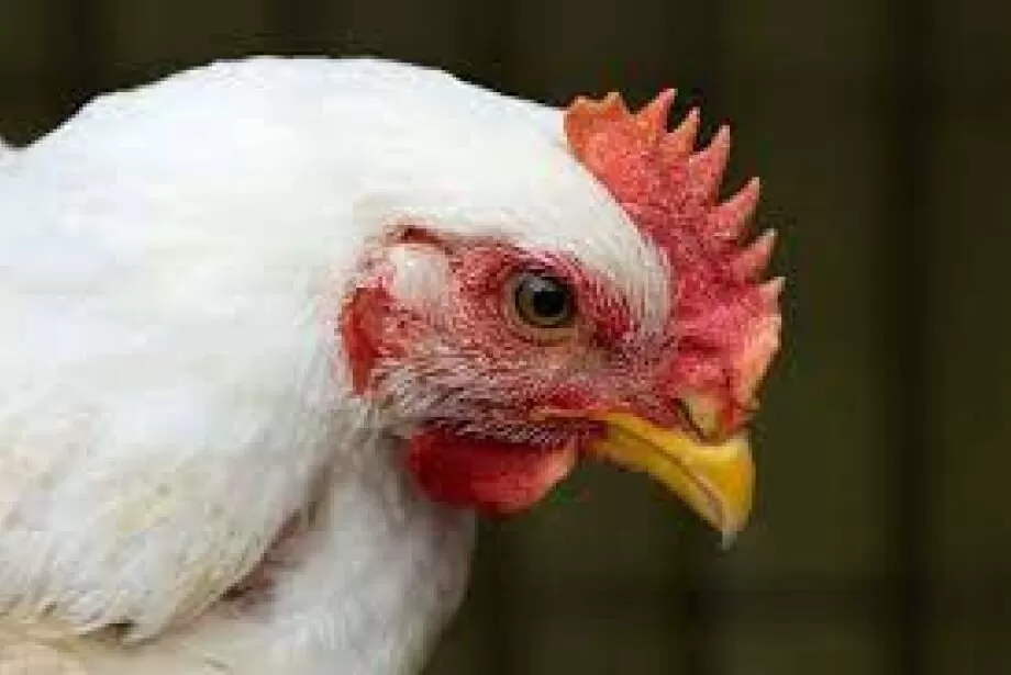 Segunda suspeita de gripe aviária em MS segue em análise - Divulgação