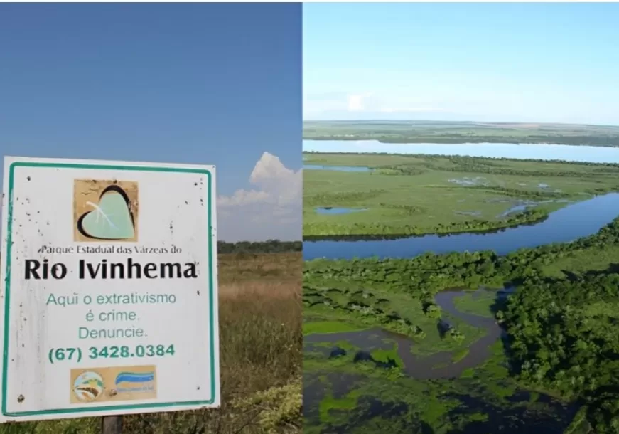 O Parque Estadual das Várzeas do Rio Ivinhema preserva remanescentes de Mata Atlântica e ocupa uma área de 73.345 hectares, o equivalente a mais de 733 milhões de metros quadrados de biodiversidade protegida no Mato Grosso do Sul.