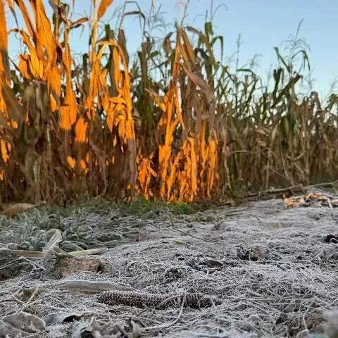 Geada cobre o gramado do Parque Arnulpho Fioravante, em Dourados, após madrugada gelada desta quarta-feira (Foto: Leandro Holsbach)