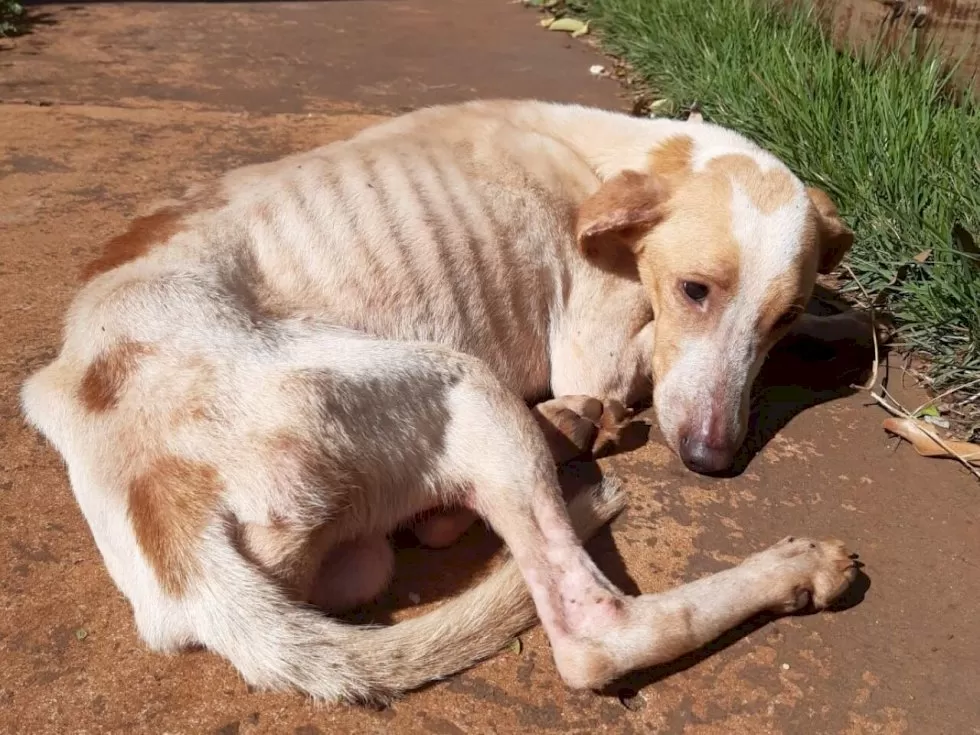 A cidade já identificou mais de 300 animais sob tutela, número que deve aumentar nos próximos meses. - Crédito: Karla Gomes