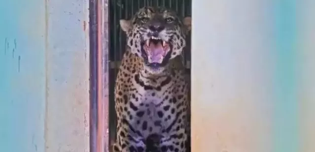 Mostrando os dentes, onça-pintada dá sinal que não gostou da presença do fotógrafo perto do recinto (Foto: Saul Scharmm)