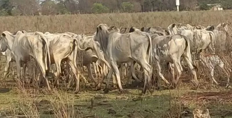 Durante vistoria no local, foram identificados 197 bovinos e um equino, muitos deles apresentando magreza extrema e sinais de caquexia - Foto: Inquérito Civil