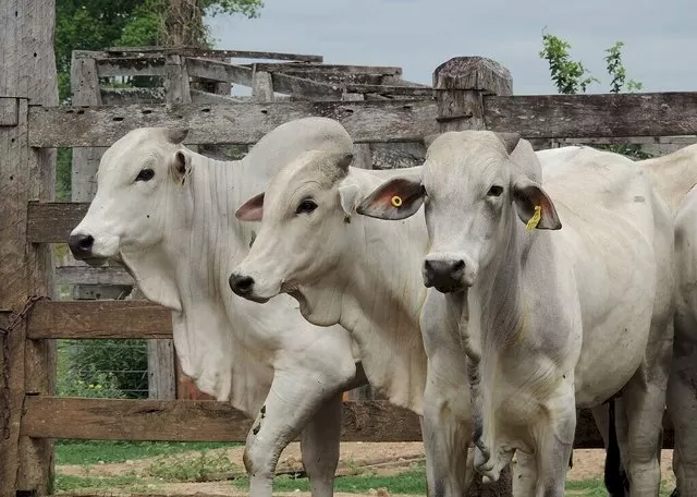 Gado nelore criado a pasto em propriedade rural brasileira. (Foto: Arquivo/Campo Grande News)