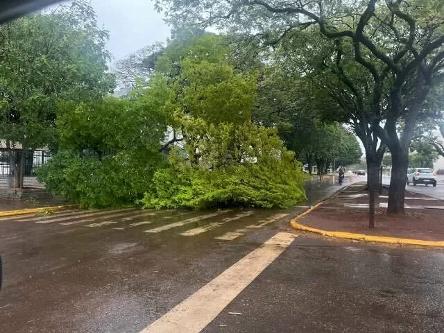 Galhos caídos impedem passagem de veículos em Dourados (Foto: Helio de Freitas)