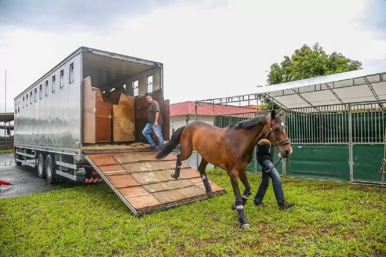 Cavalo era transportado em caminhão | Imagem ilustrativa (Reprodução/Mercedes-Benz)