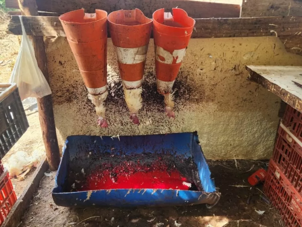 Animais mortos no abatedouro - Crédito: Divulgação PCMS