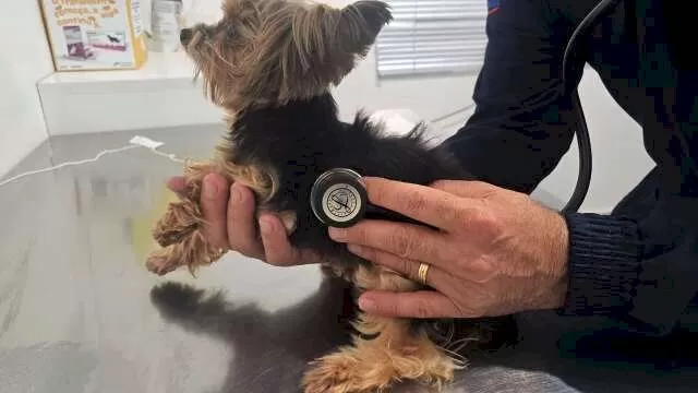 Tosse, respiração ofegante, apatia e barriga inchada podem ser alertas de que algo não está bem(Foto: Arquivo pessoal)