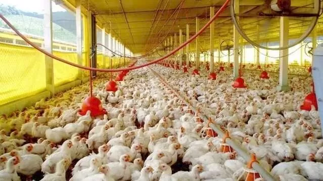 Produção frango em granja de Mato Grosso do Sul (Foto: Arquivo)