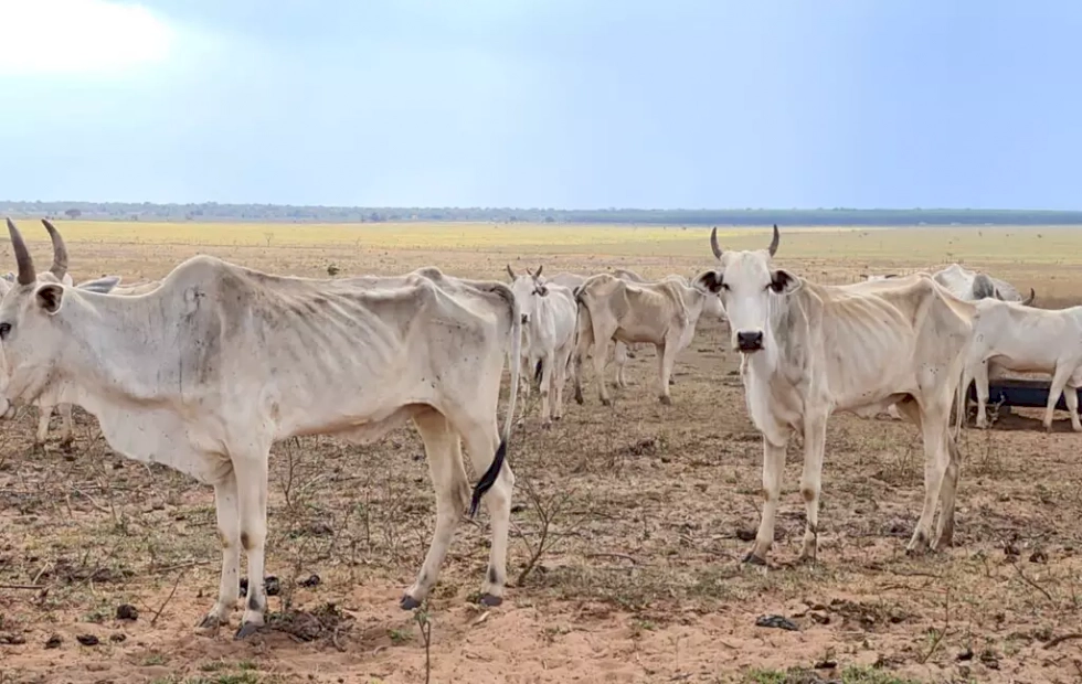 Carcaça de boi morto por desnutrição, encontrado em fazenda no Paraíso das Águas (Foto: Divulgação)