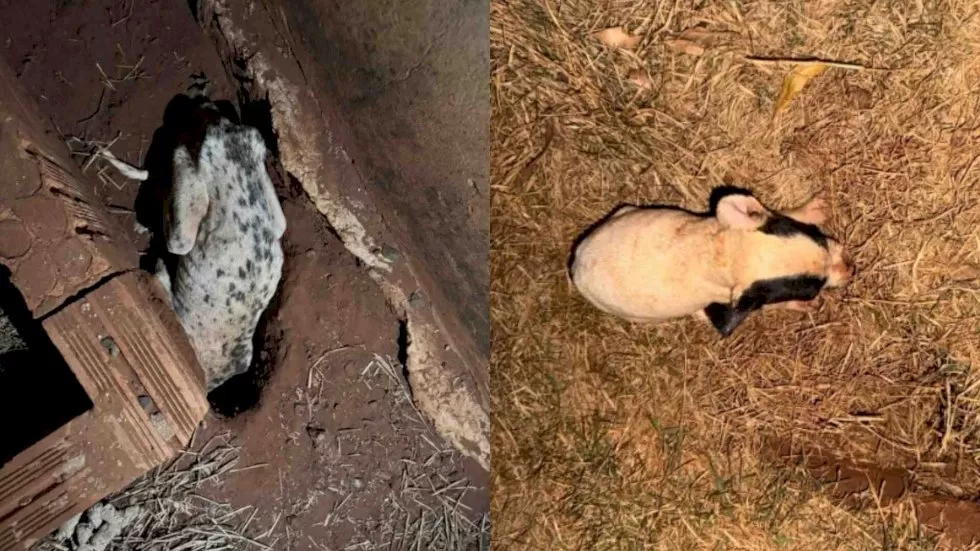 Animais resgatados do imóvel. (Reprodução: Jornal da Nova)